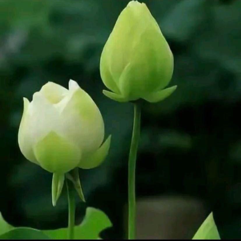 小小简言