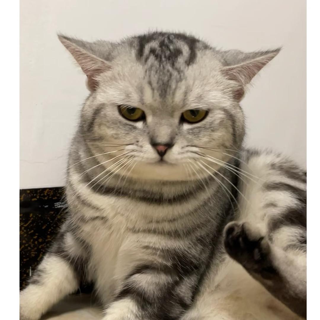 狗子