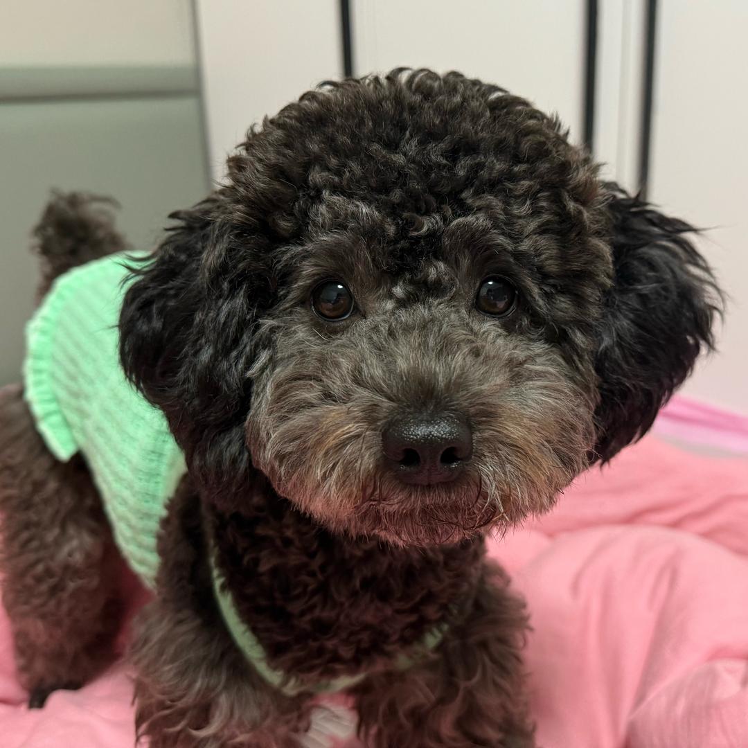 华华家甜品