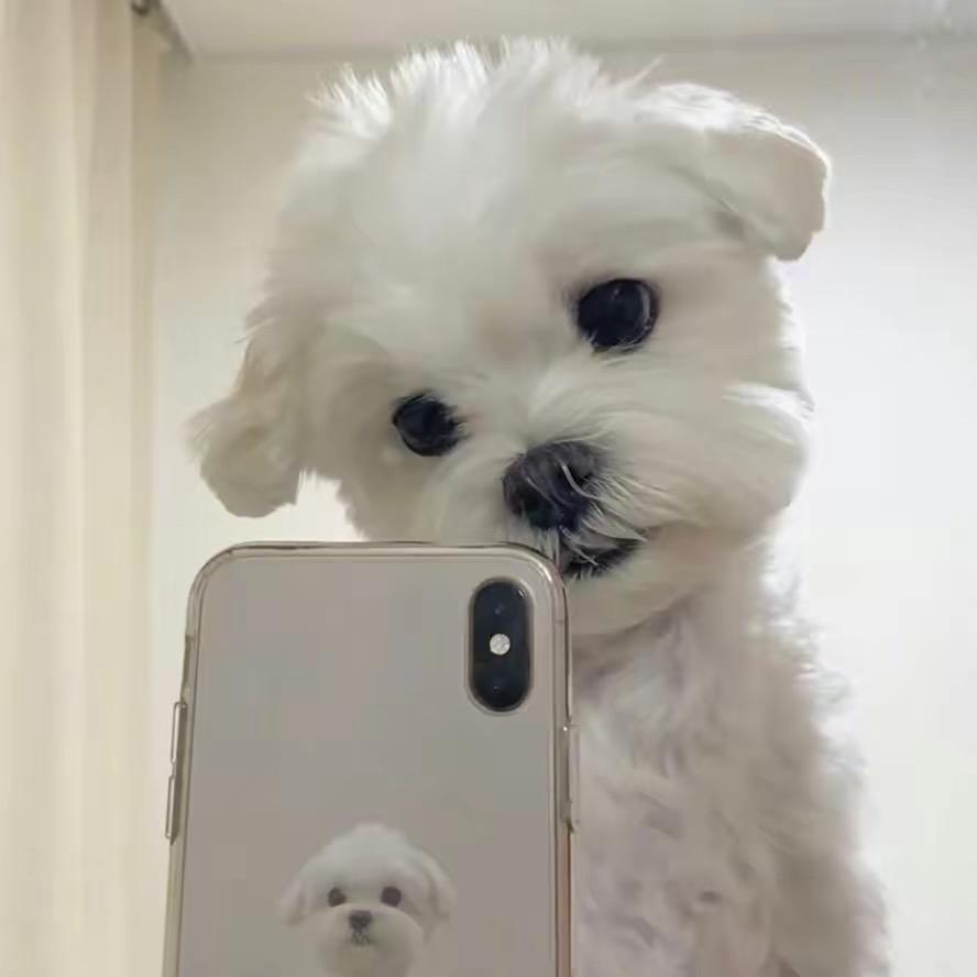 是金刚呀