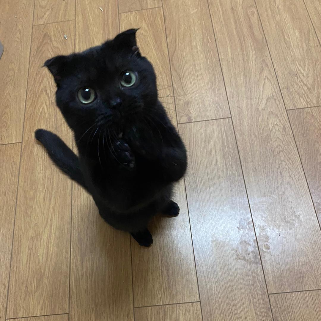 当当爸爸铲屎日记