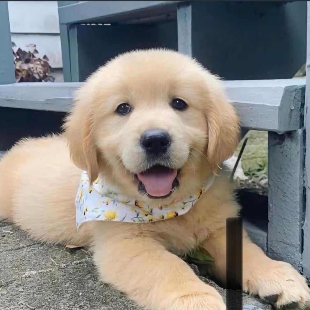 宠物狗🐶1234