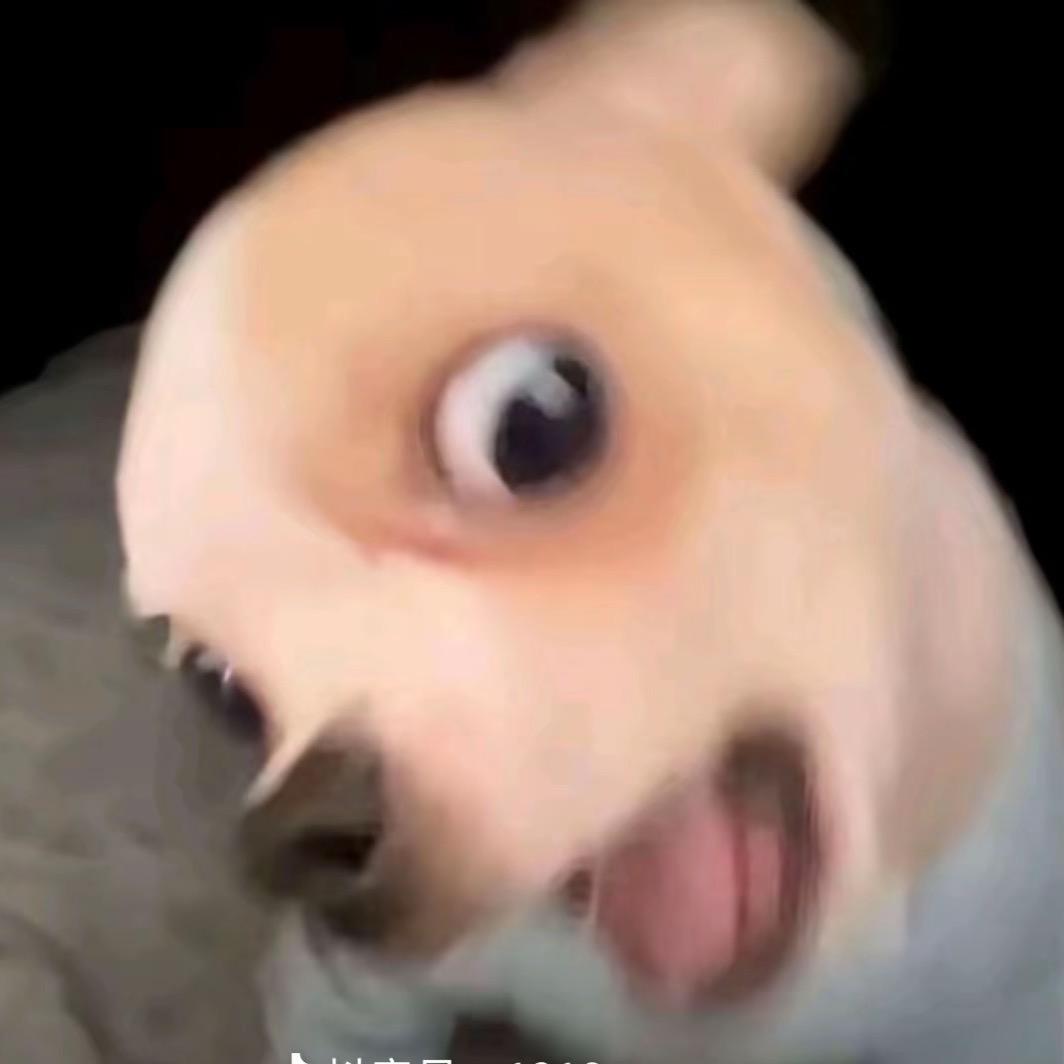 想做只猫