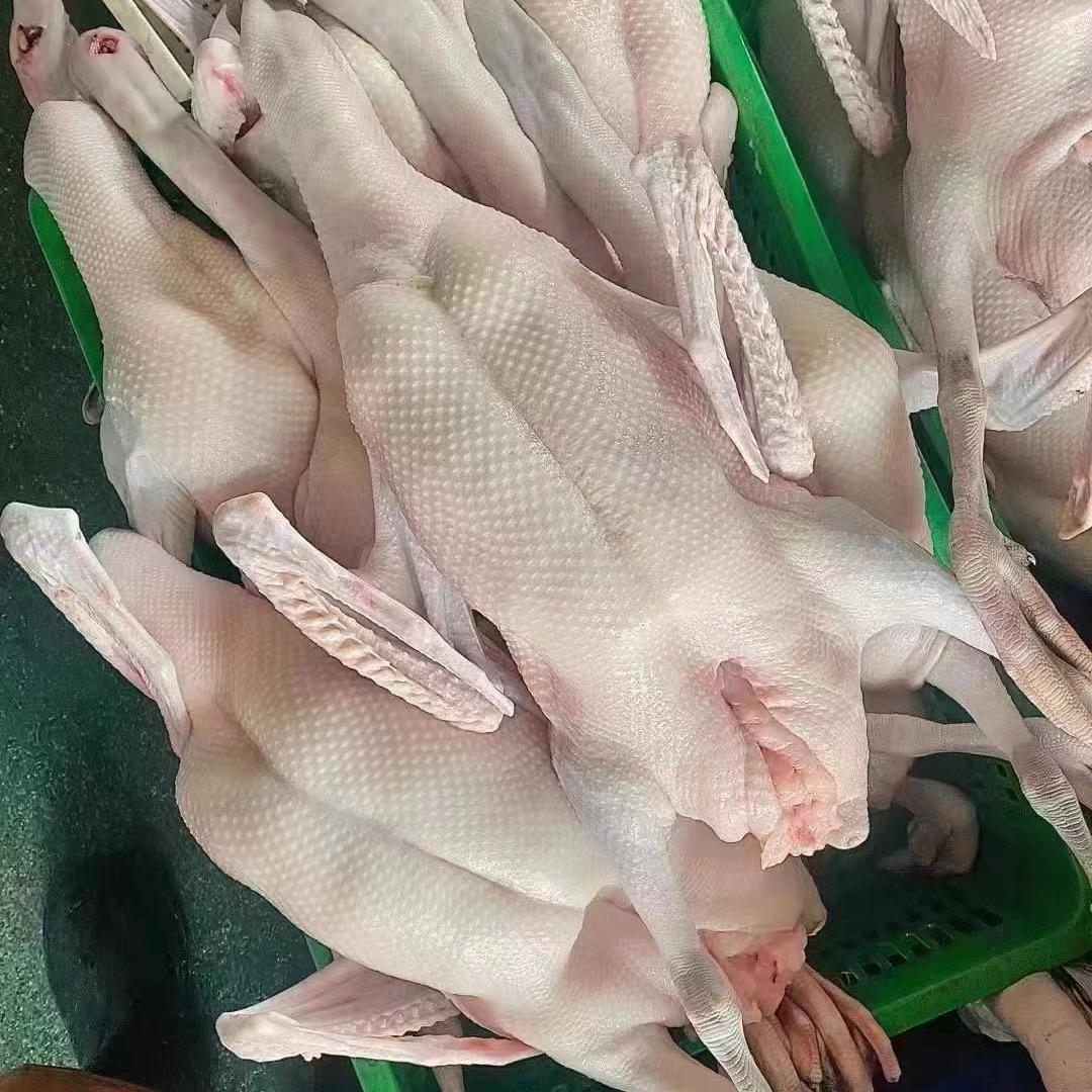 鹅晨食品有限公司