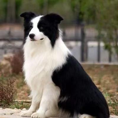 玥轩犬舍