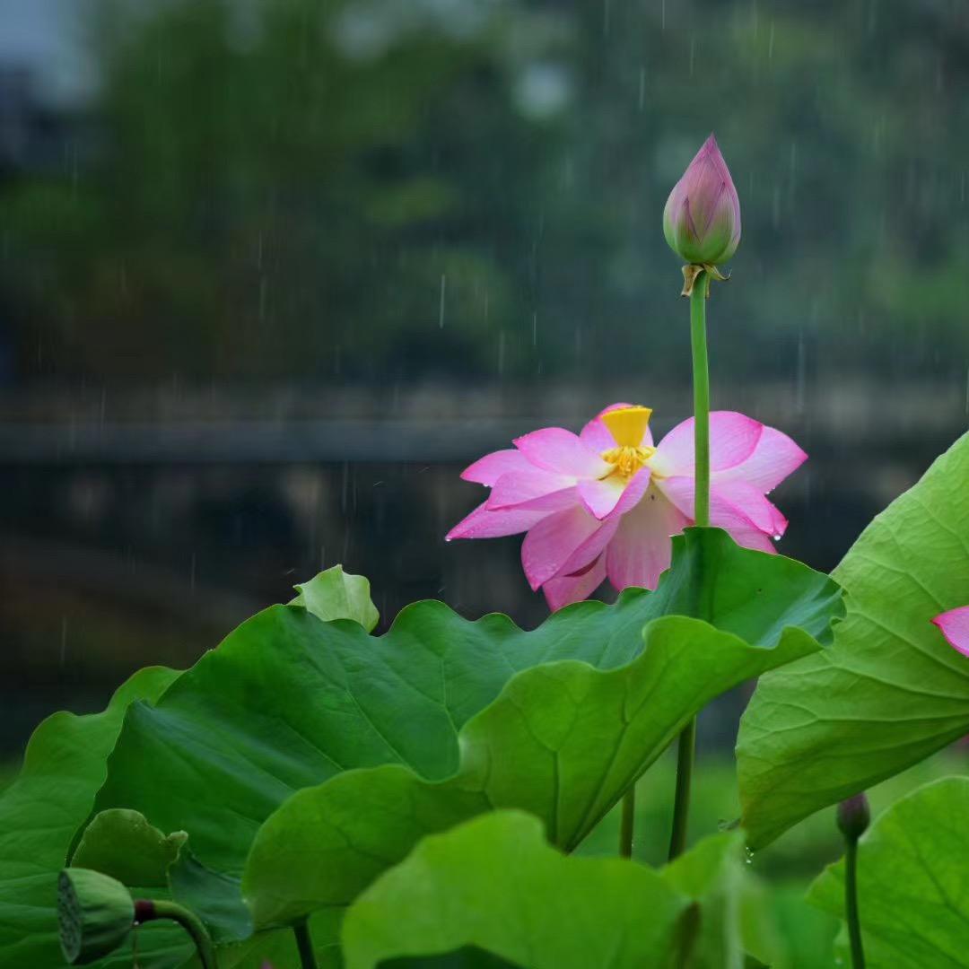 茶素素