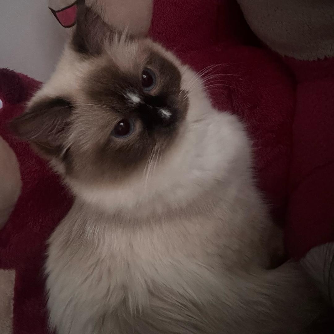 lulu小猫