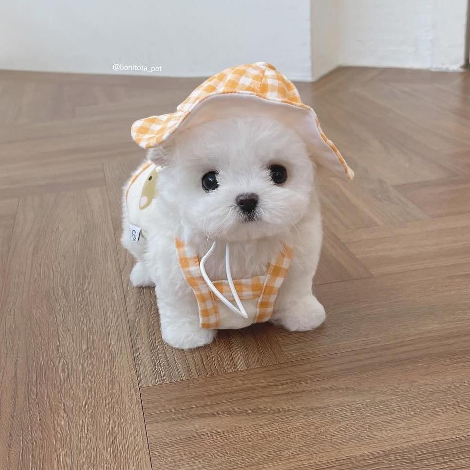 方糖小比熊.