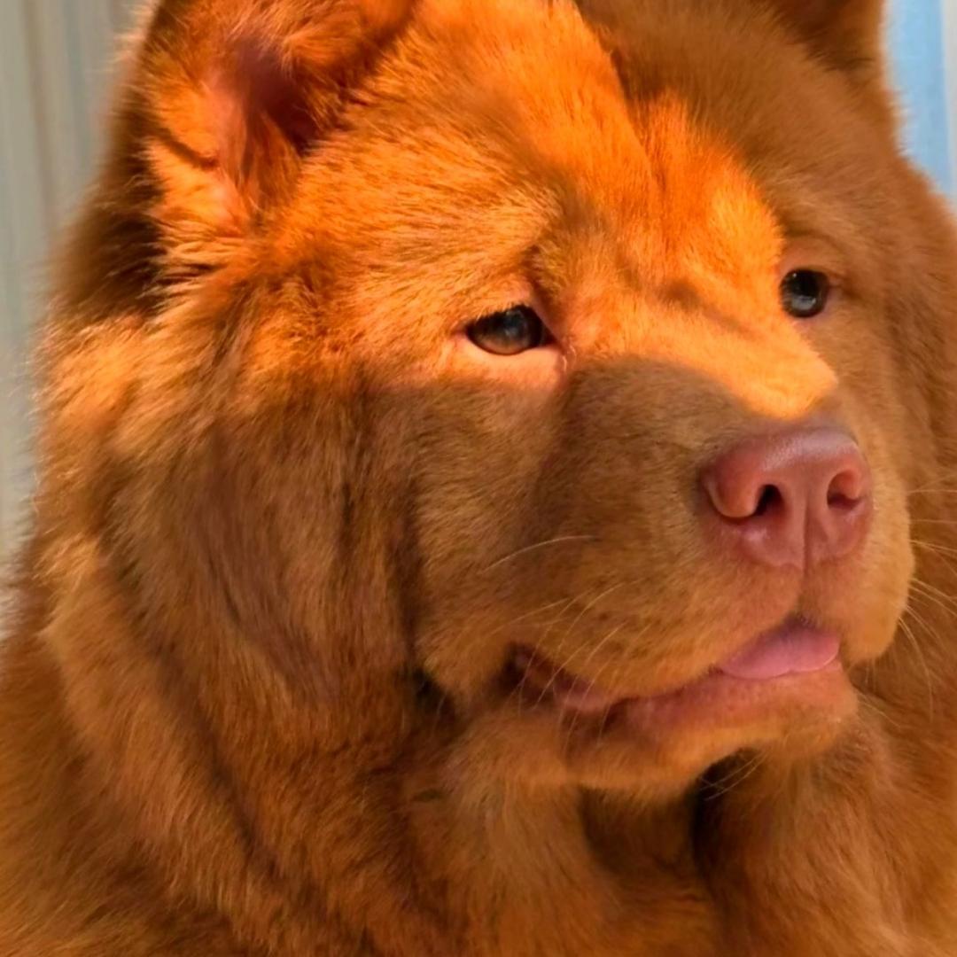 怡宝家的狗🐶直播6⃣️号