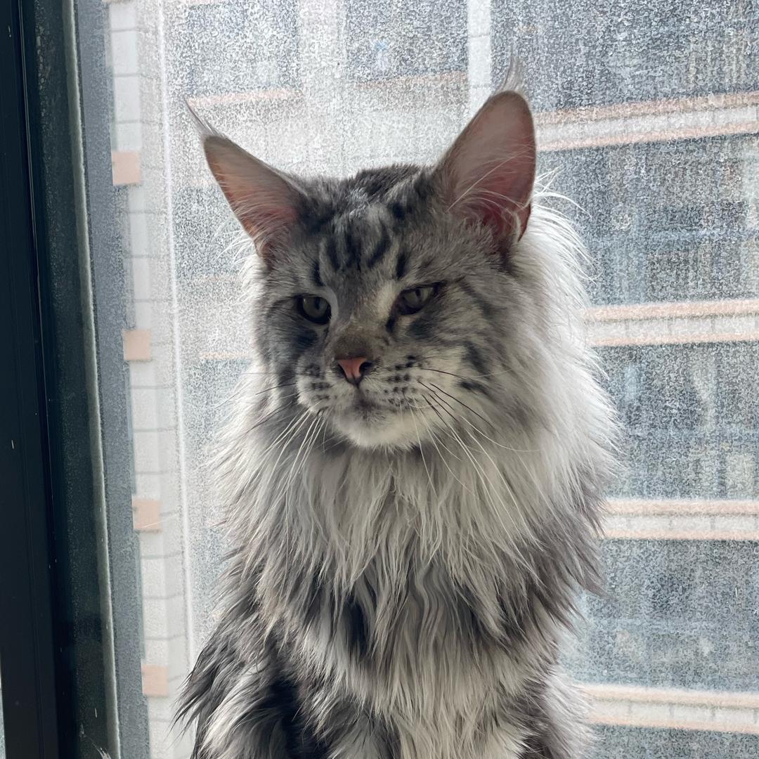 虎是只缅因猫