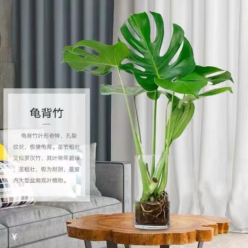 甄选花卉百货小铺