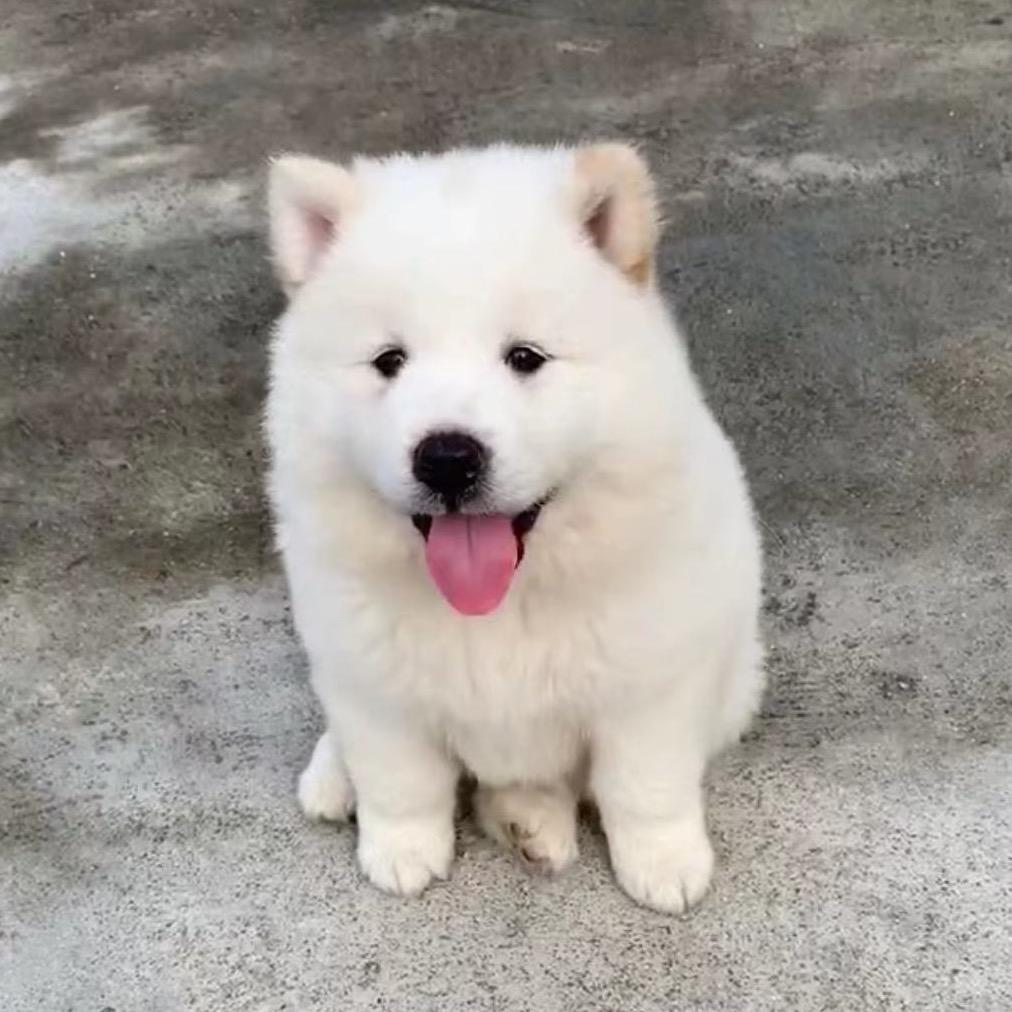 三只土松犬