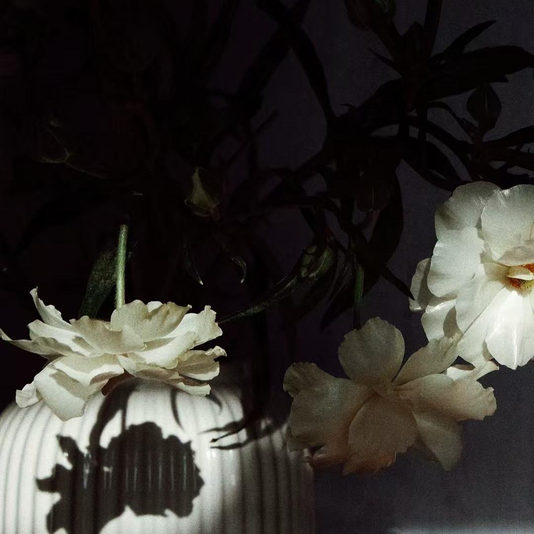 安洛洛的洛洛🥰