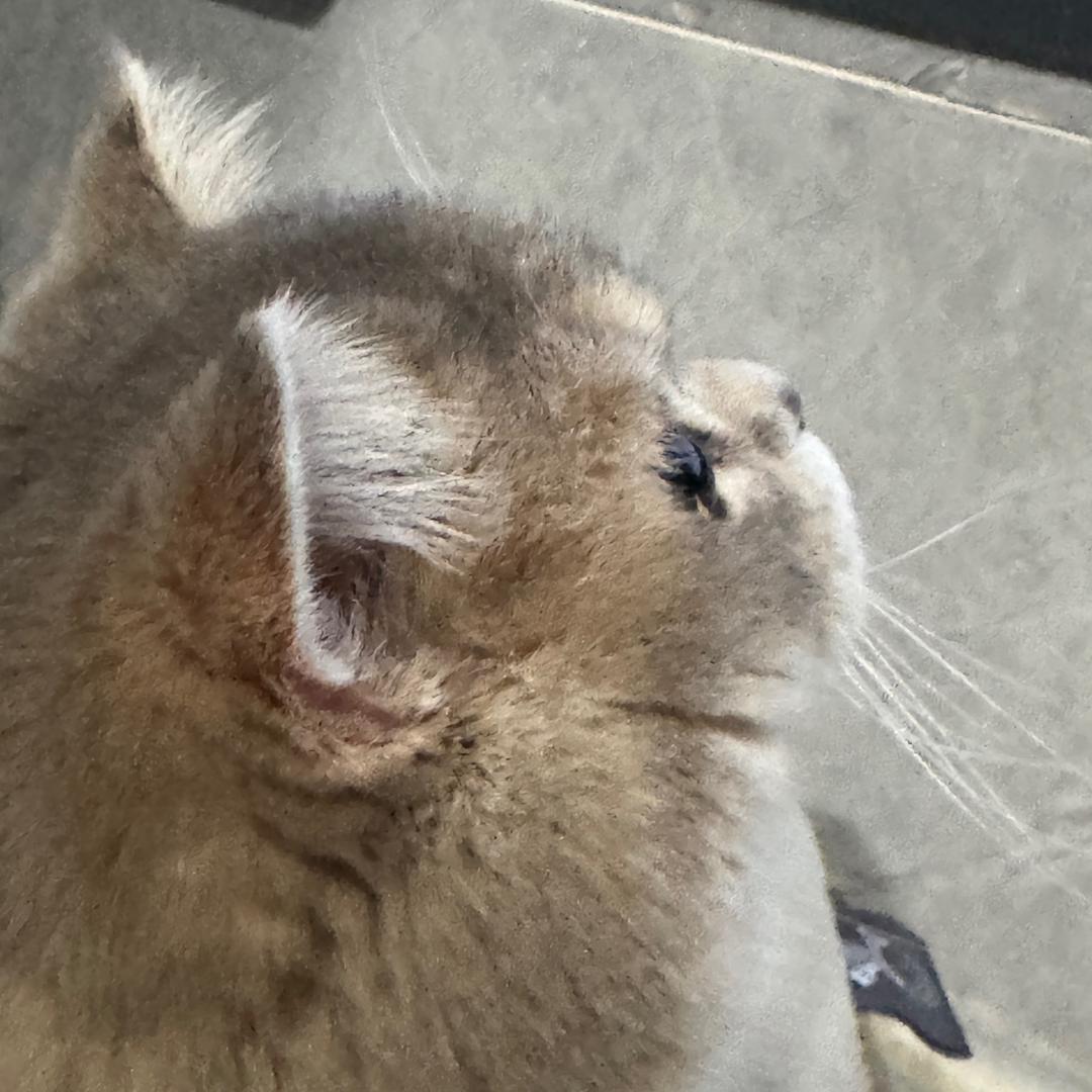 李逵酱（辅助练习生）