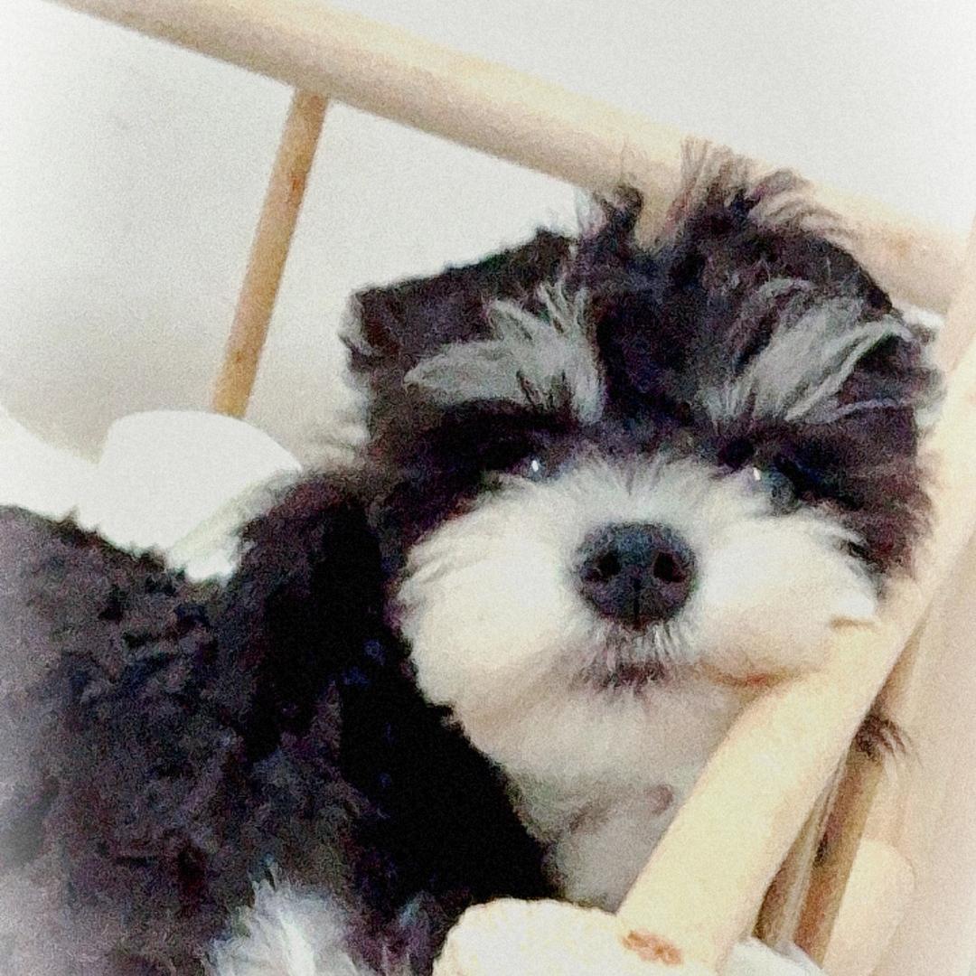 唯有雪纳瑞哦！