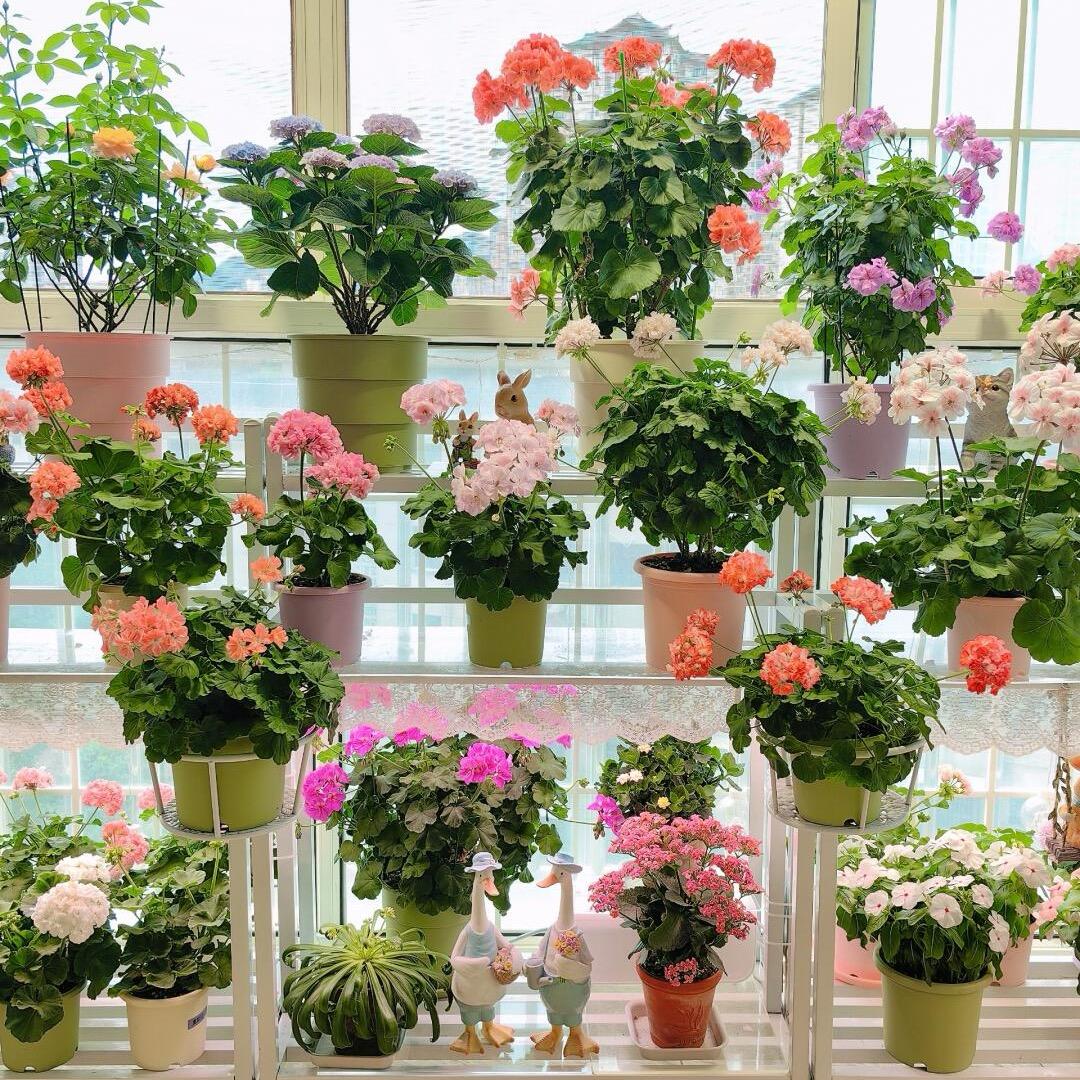 春和花卉技术-风光岁月