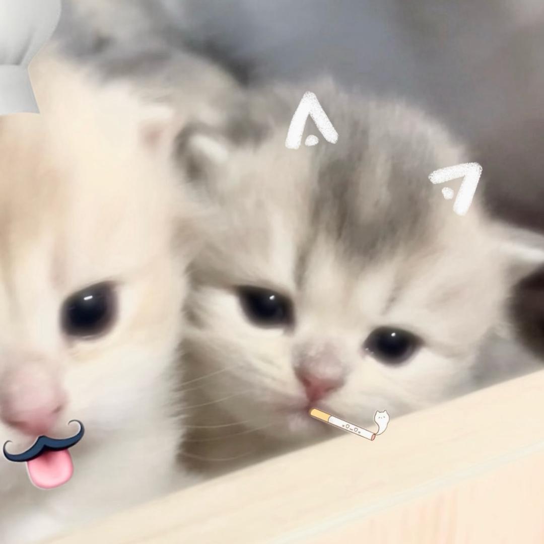 魏爱做玲才能莹