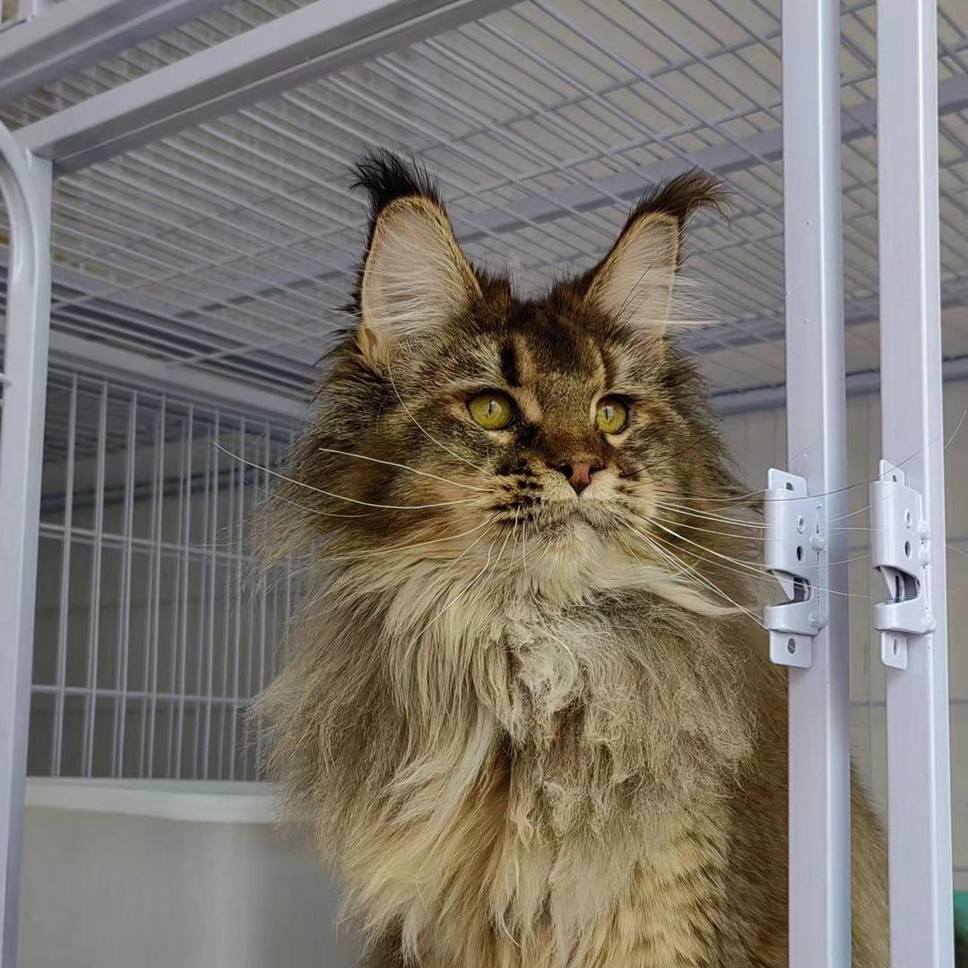 松哥的缅因猫
