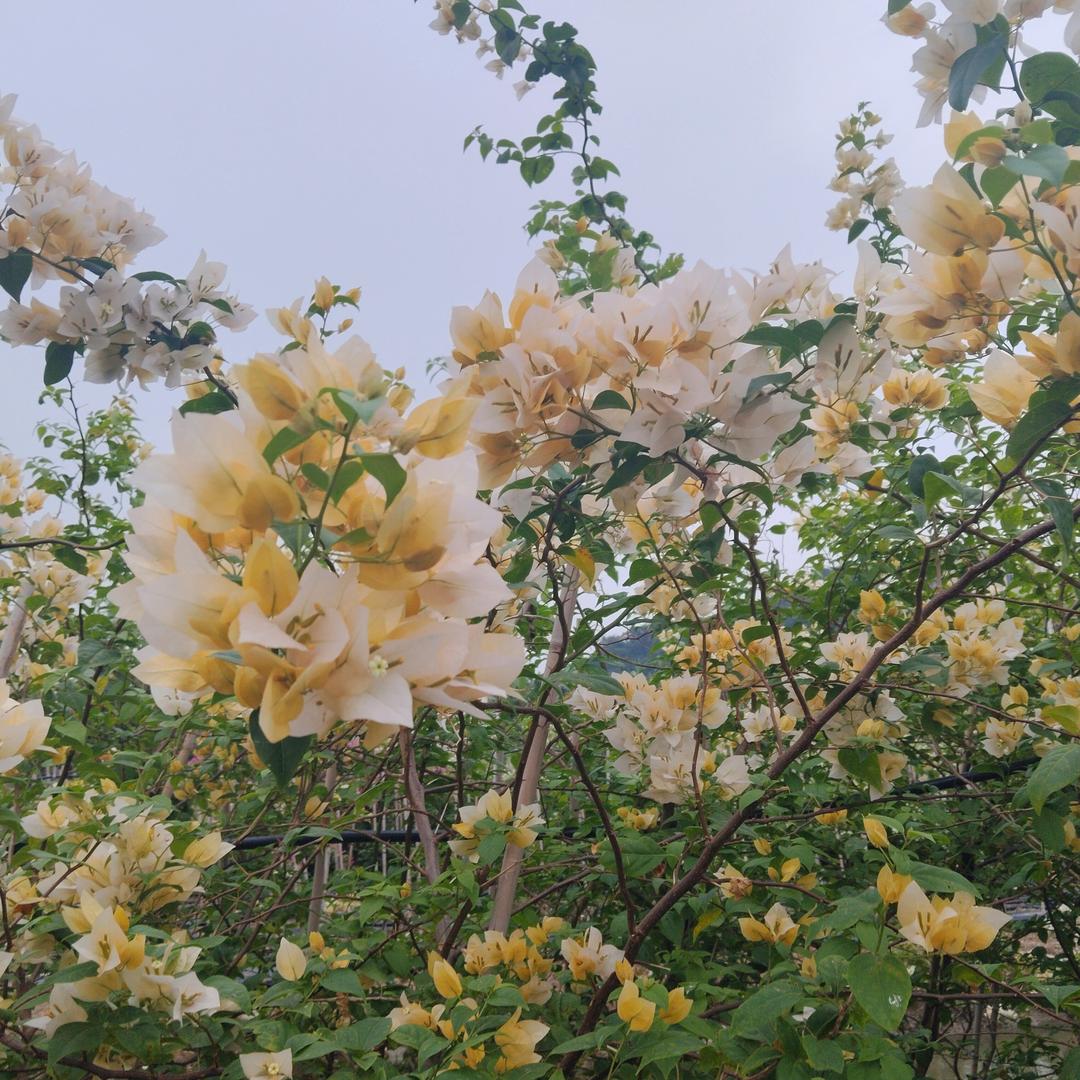 沐桻园艺三角梅2号店（生桩）