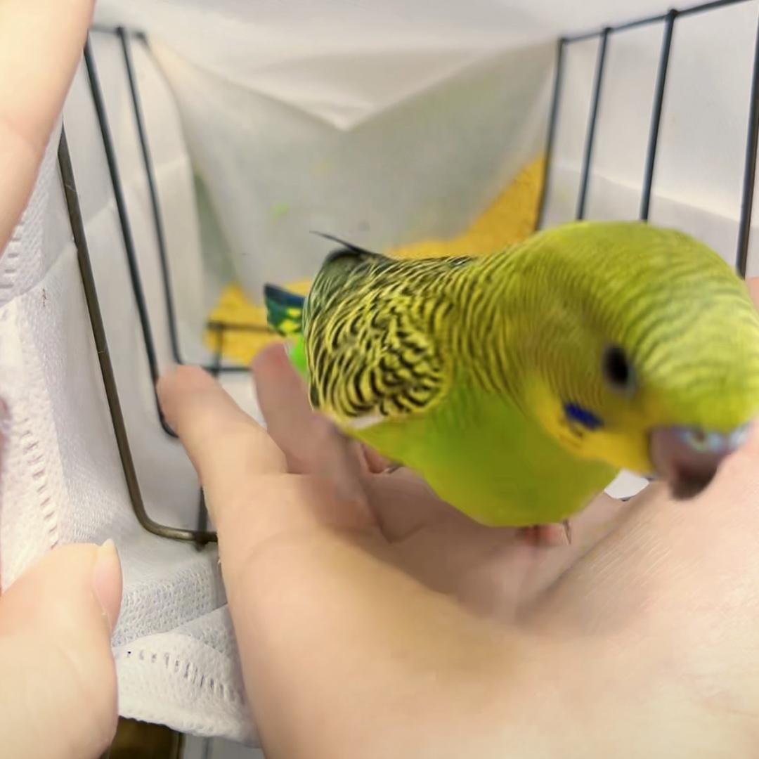 紫罗兰
