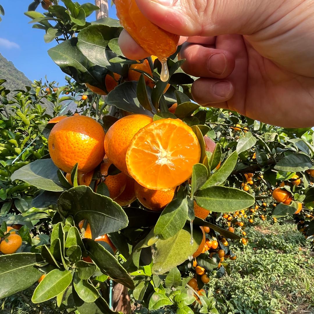 广西砂糖橘局长