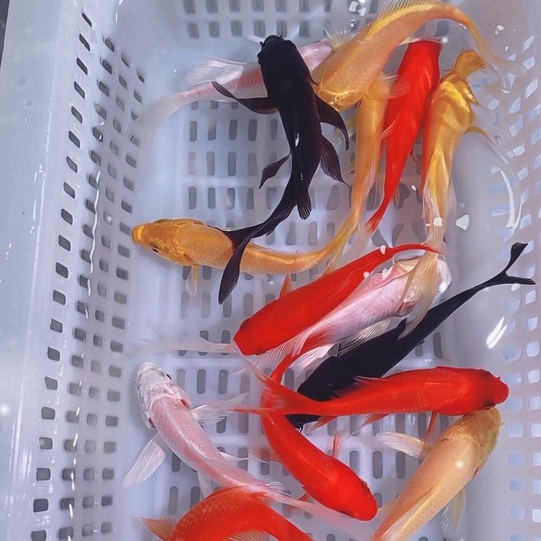 金期秀观赏鱼