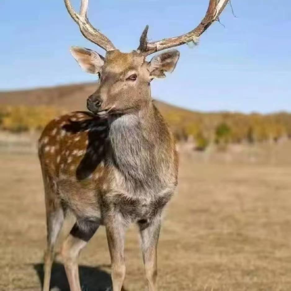 平顶山梅花鹿养殖
