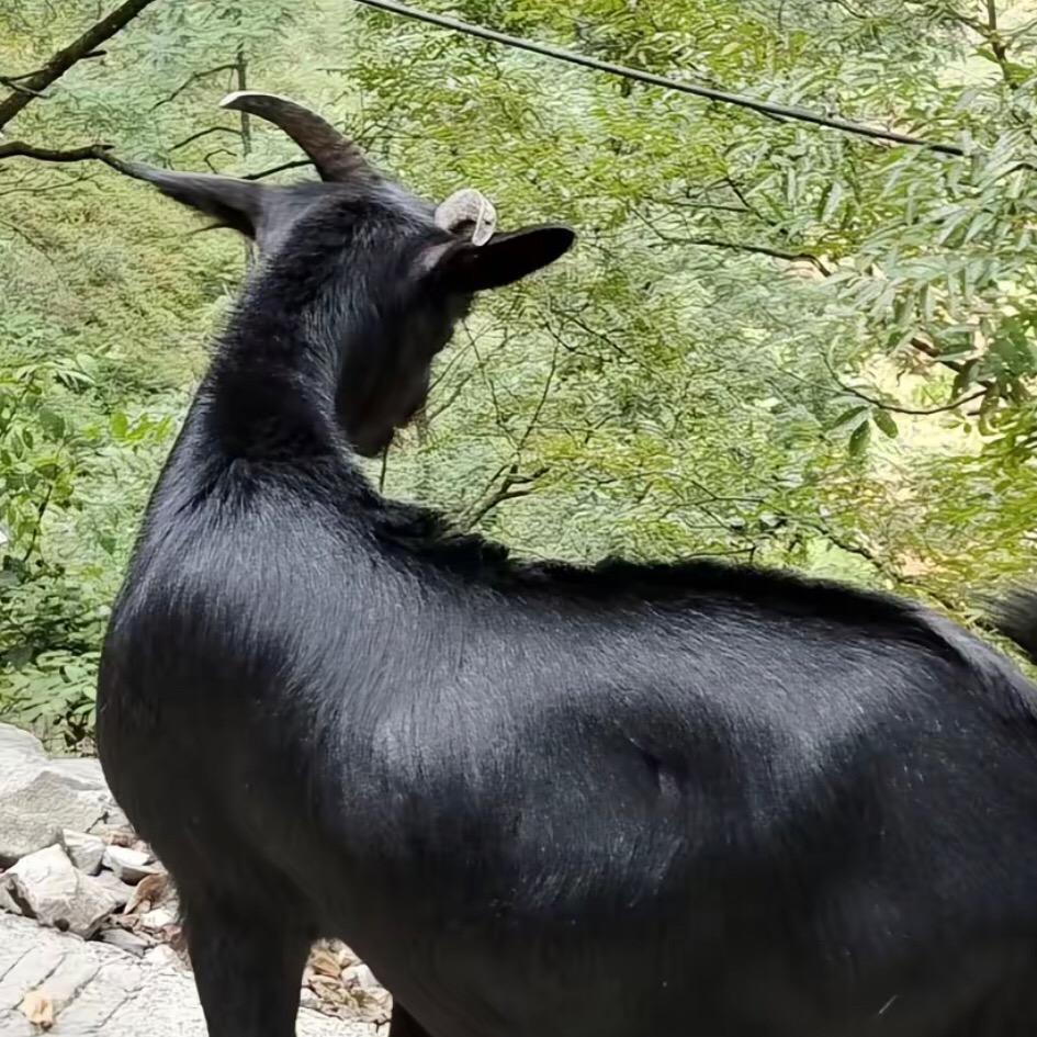 娟娟养殖🐏（橱窗有好物）