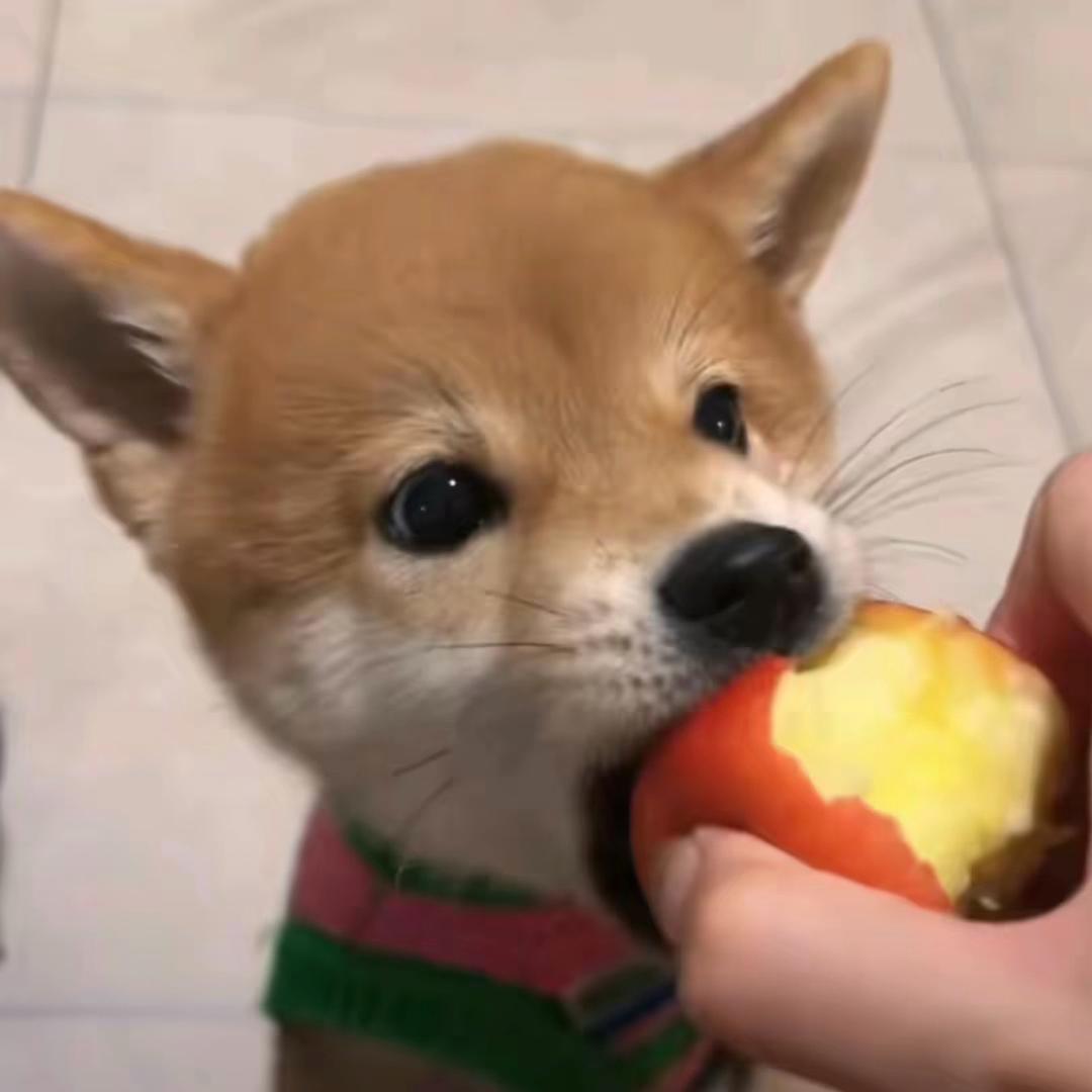 飞飞🐾