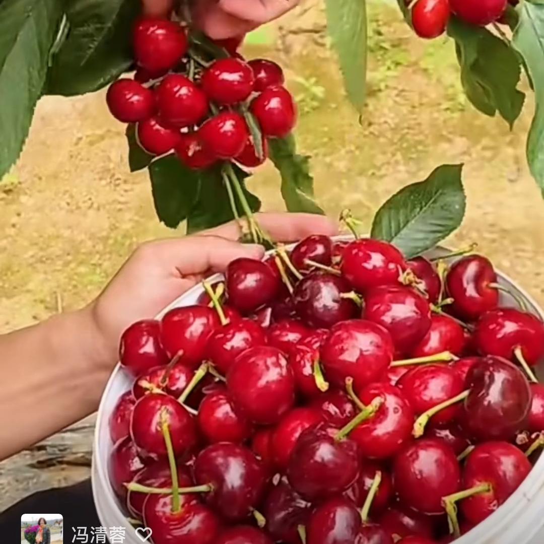 靖彩果树苗木专营店