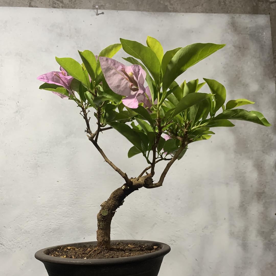 富贵花艺精选