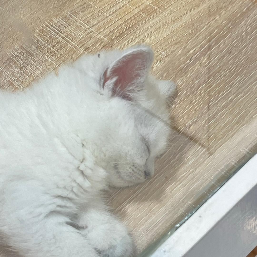 慢腾腾的乌龟