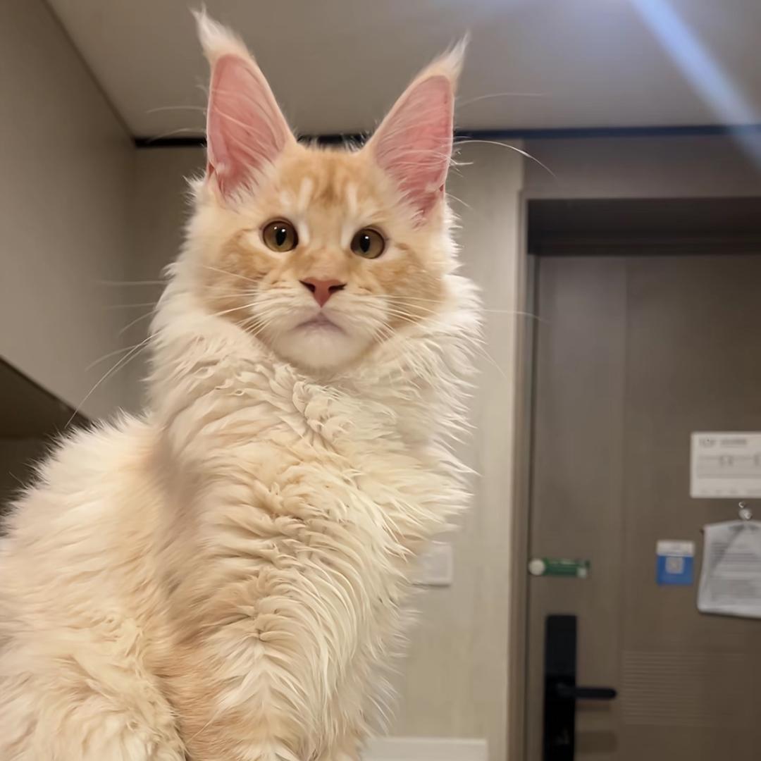 龙卷风猫舍