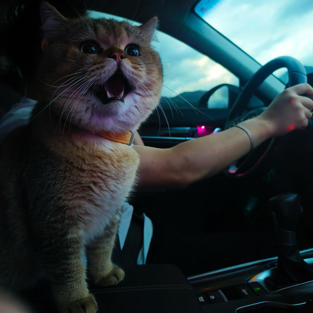 🐱