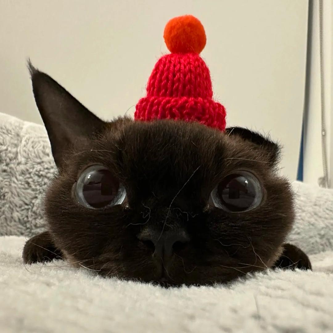 王百万©️♊️