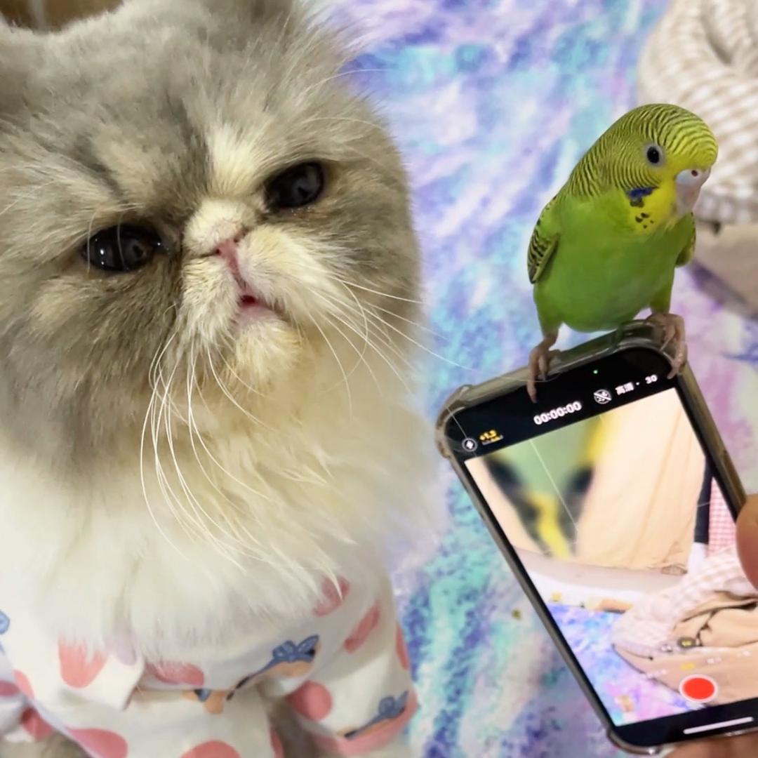 来福鹦鹉快乐生活