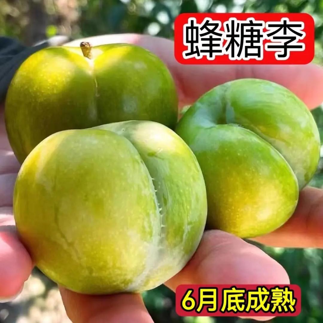 韶安晓园艺专卖店