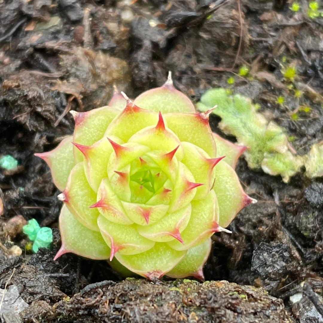 花千坊园艺