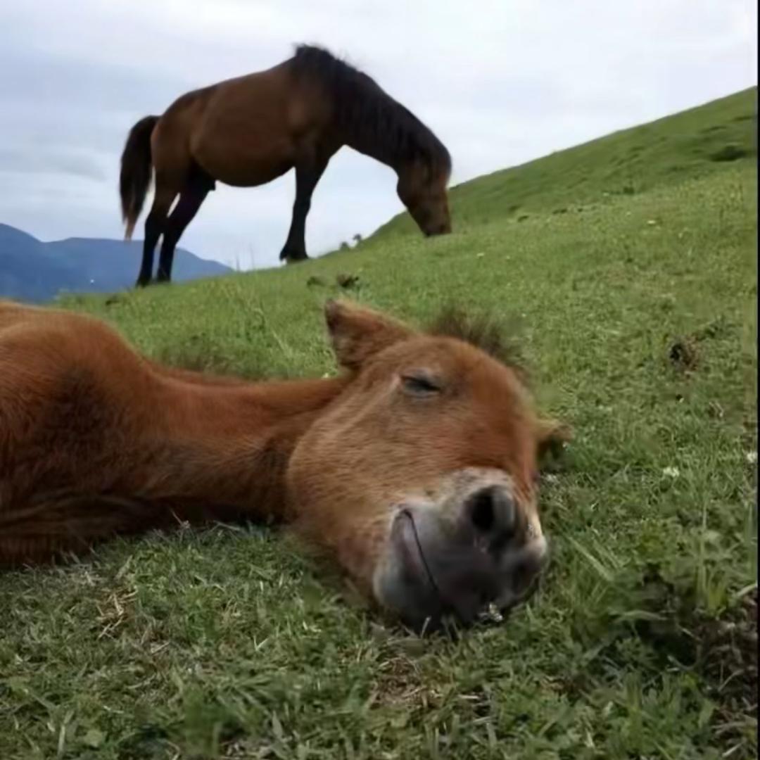 意思