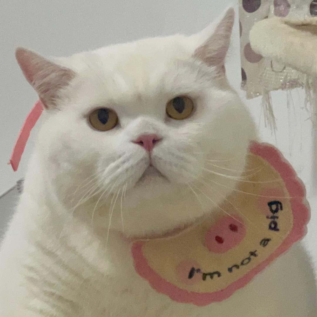 猪八蛋🥚