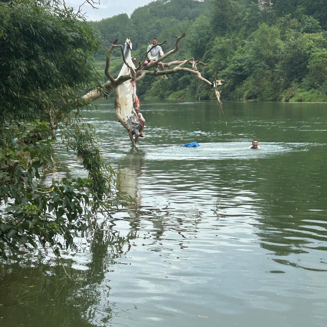 虎虎在家