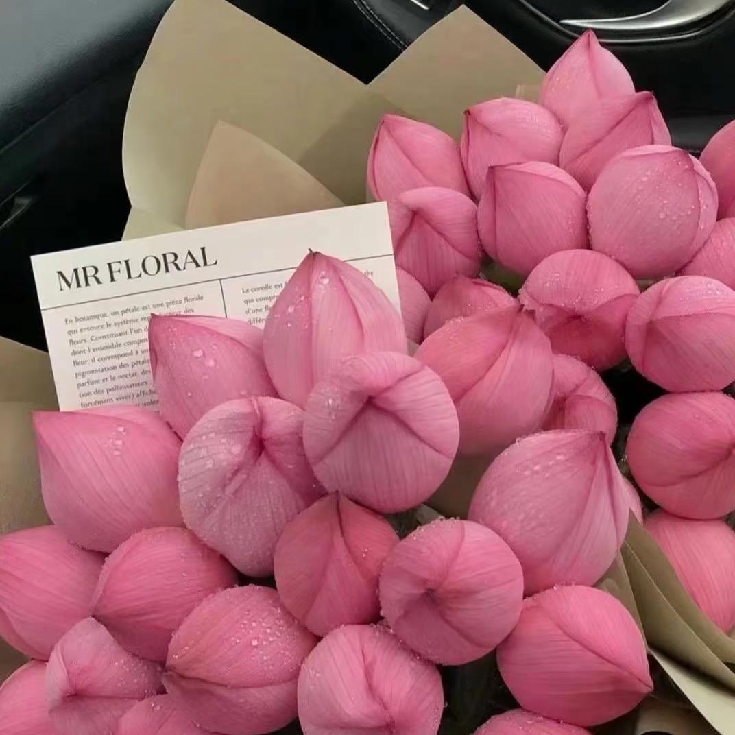 🍃爱香菜的沐子🍃