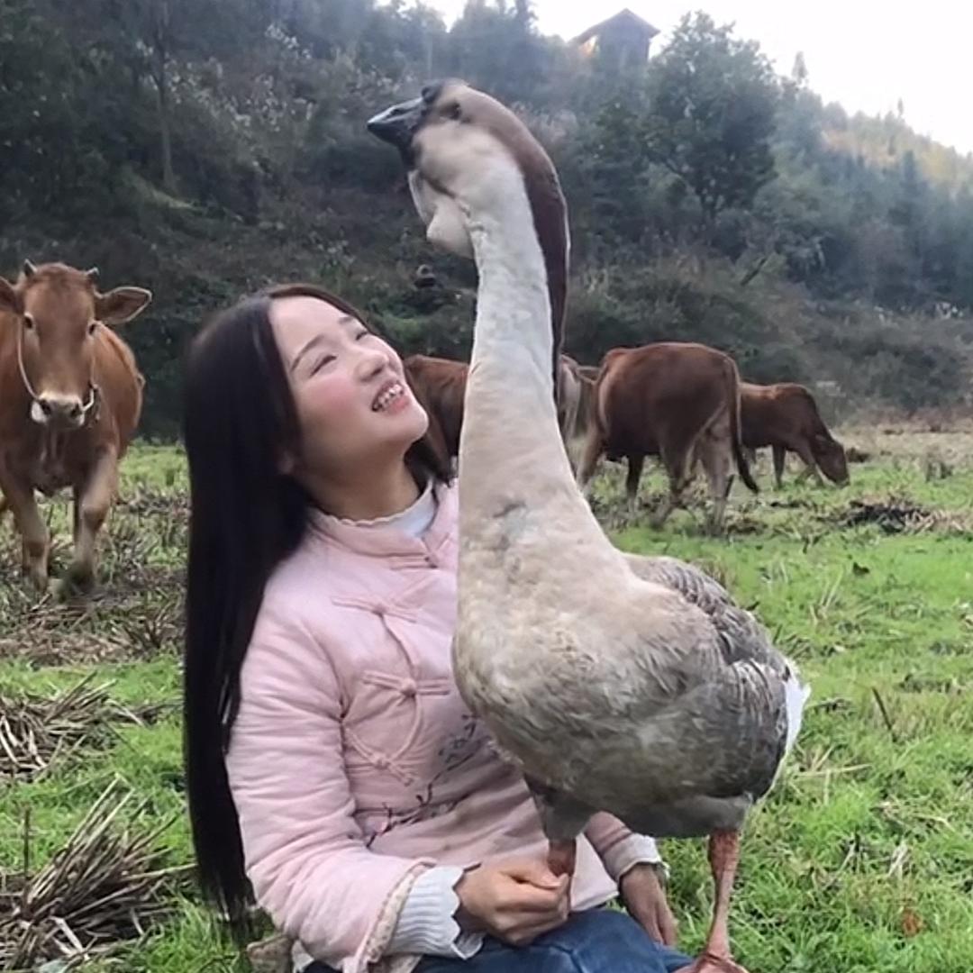 莲妹妹跟大鹅卖山货