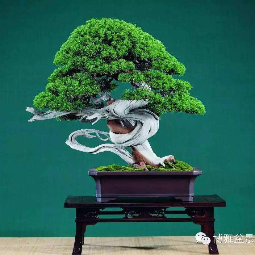 瑞瑞盆景