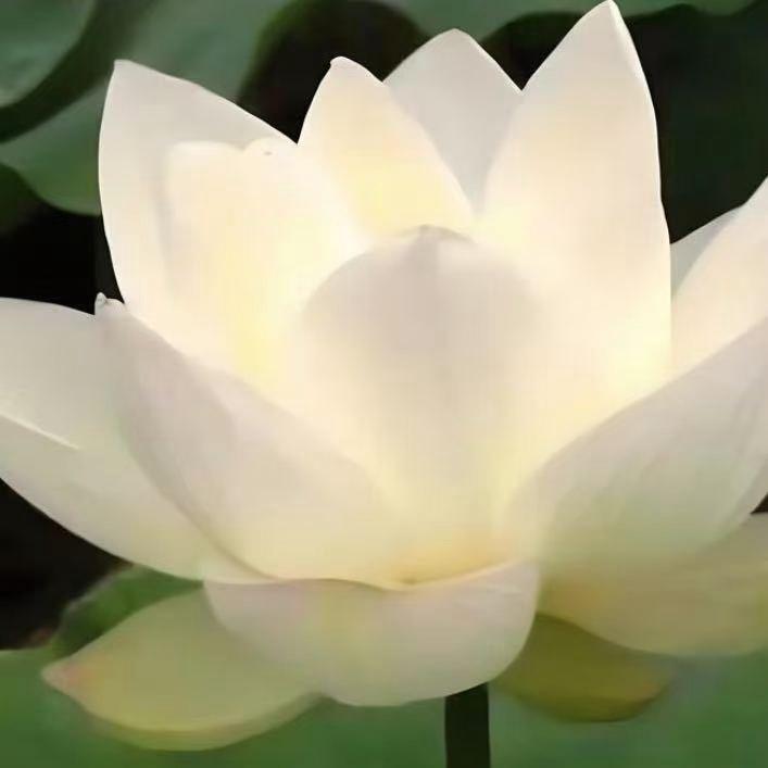 静心禅音