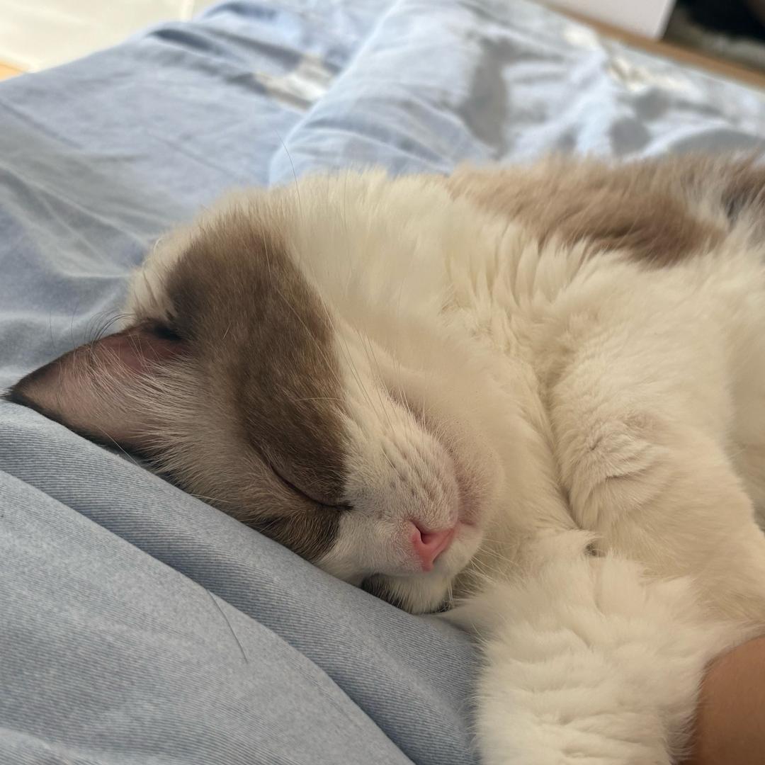小   新
