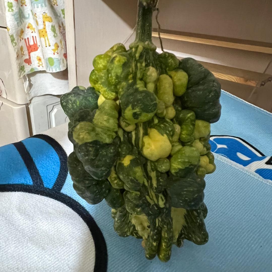 墨西哥葫芦种植户
