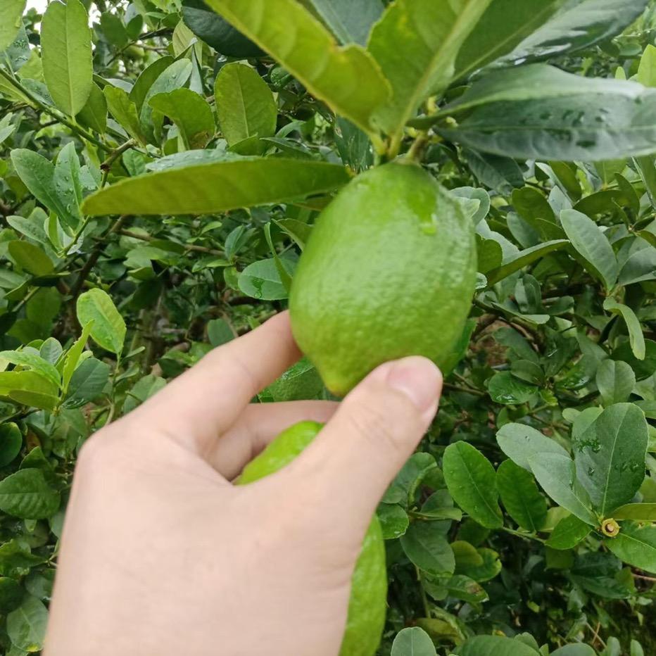 惠柠甄选果业