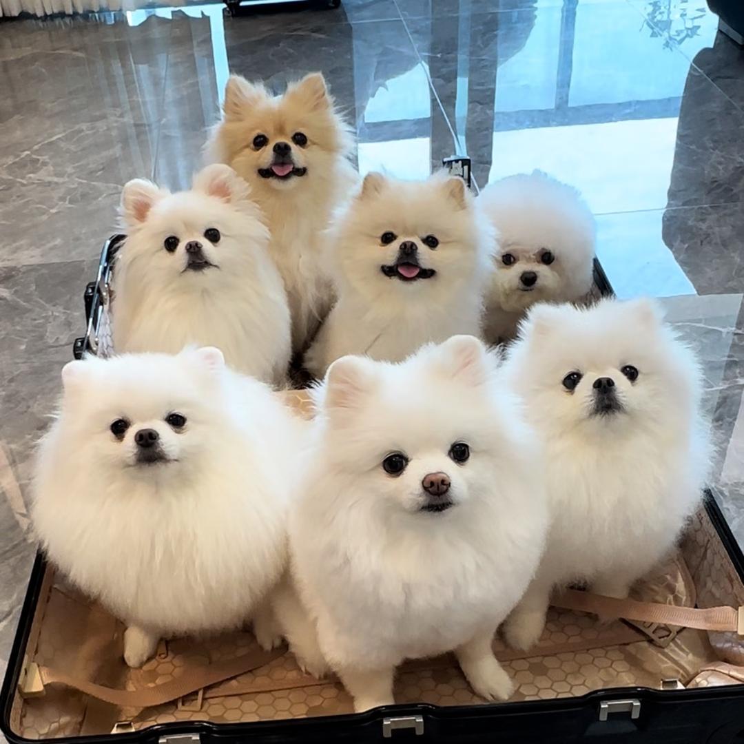 是萝小溜呀