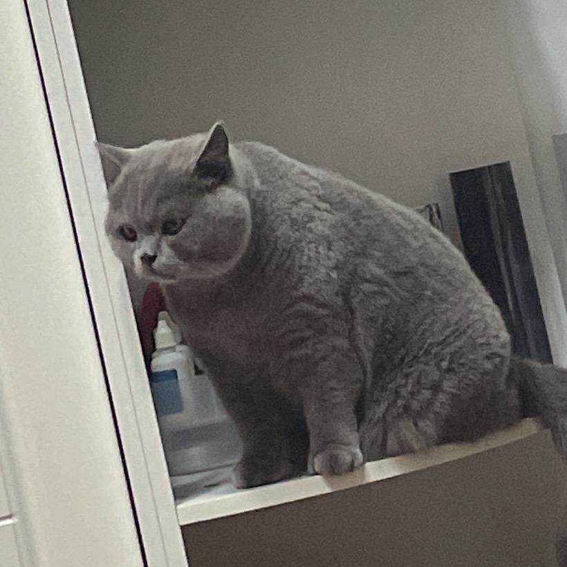 花果山猫大王